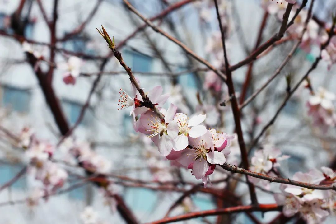 GA黄金甲·(中国区)官方网站