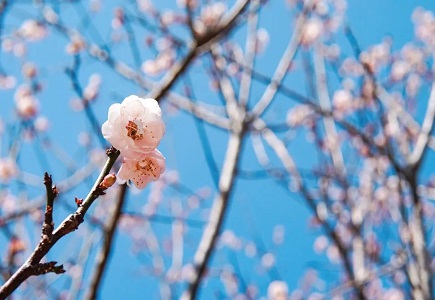 GA黄金甲·(中国区)官方网站